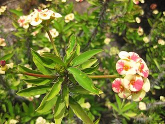 Euphorbia ×ambohipotsiensis (Euphorbia ambohipotsiensis)