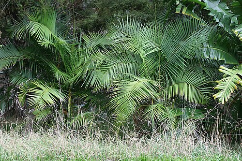 Dypsis baronii