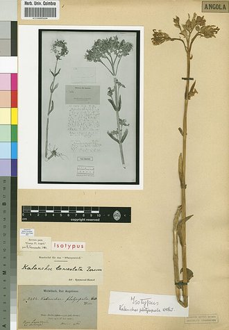 Kalanchoe lanceolata