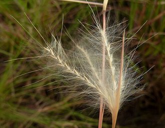 Andropogon eucomus