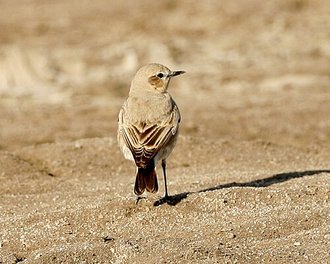 Traquet isabelle (Oenanthe isabellina)