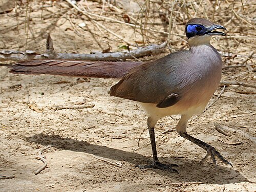 Coua à tête rousse (Coua ruficeps)
