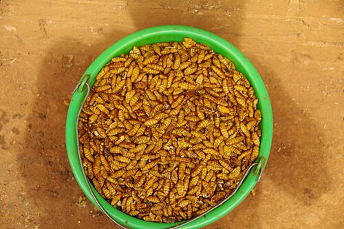 Borocera madagascariensis