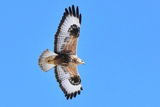 Buse de Chine (Buteo hemilasius)