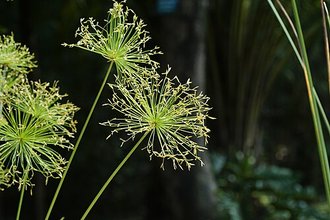 Cyperus prolifer
