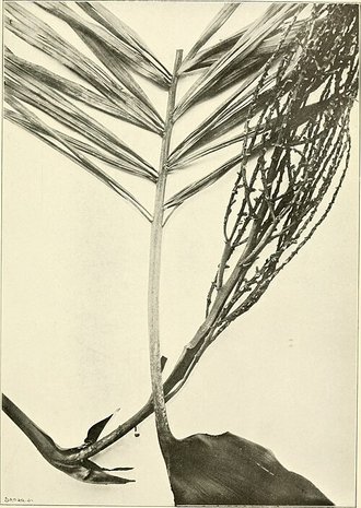 Dypsis sahanofensis