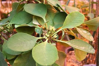 Euphorbia capmanambatoensis