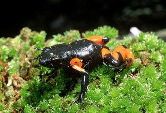 Mantella cowanii