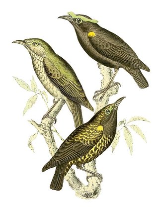 Philépitte veloutée (Philepitta castanea)