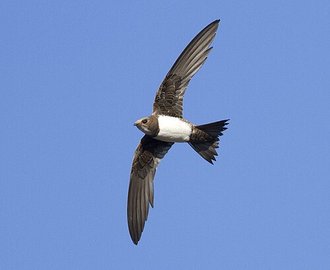 Martinet à ventre blanc (Tachymarptis melba)