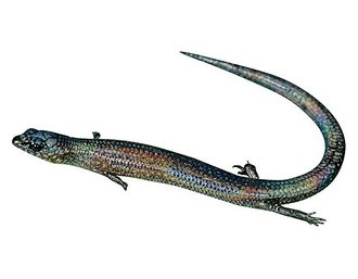 Madascincus nanus