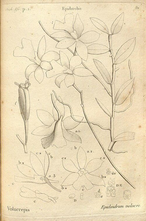 Oeonia volucris