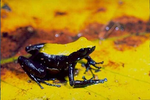 Mantella laevigata