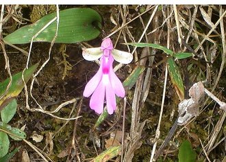 Cynorkis lowiana