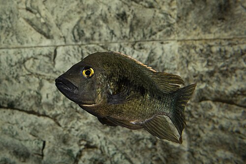 Ptychochromis grandidieri
