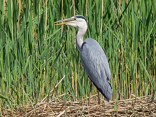 Héron cendré (Ardea cinerea)