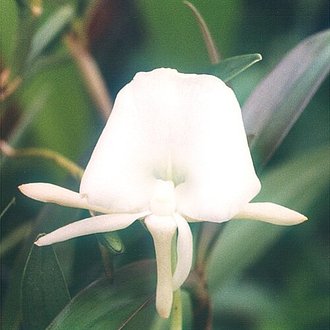 Angraecum scottianum