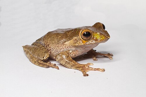 Boophis madagascariensis