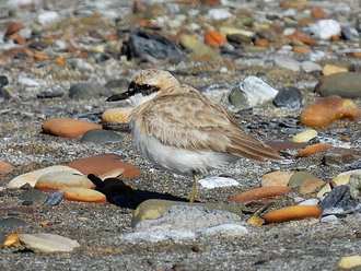 Pluvier de Leschenault (Charadrius leschenaultii)