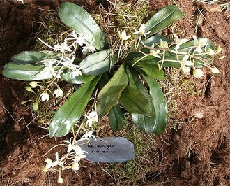 Aerangis mooreana