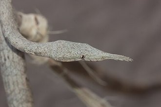 Langaha madagascariensis