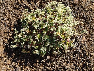 Euphorbia origanoides