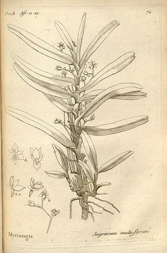 Angraecum multiflorum