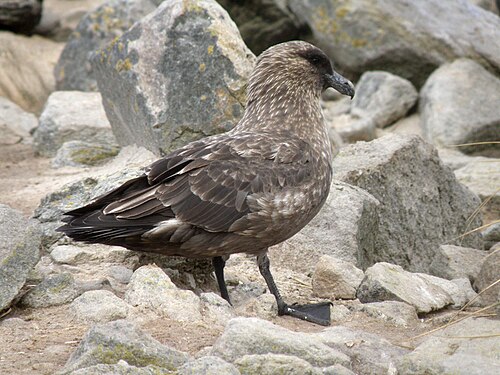 Labbe antarctique (Stercorarius antarcticus)