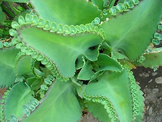 Kalanchoe laetivirens