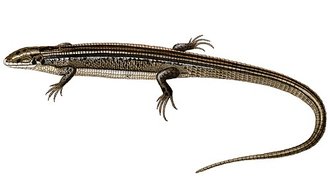 Zonosaurus ornatus