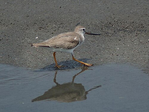 Chevalier bargette (Xenus cinereus)