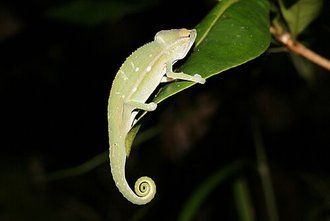 Calumma gastrotaenia