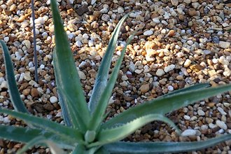 Aloe vaotsanda