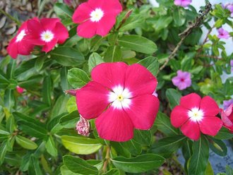 Catharanthus ovalis