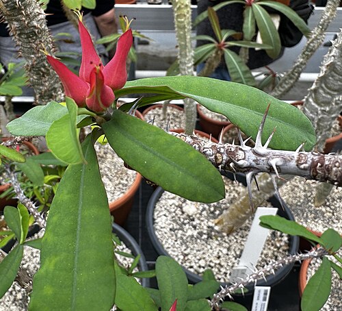 Euphorbia erythrocucullata