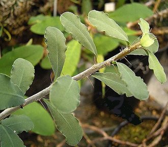 Euphorbia banae