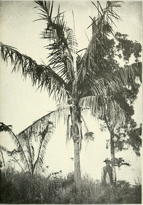 Ravenea madagascariensis
