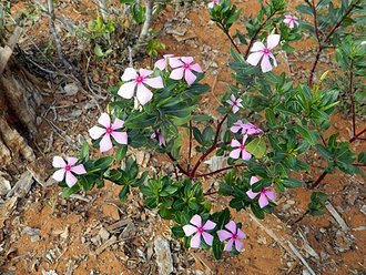 Pervenche de Madagascar (Catharanthus roseus)
