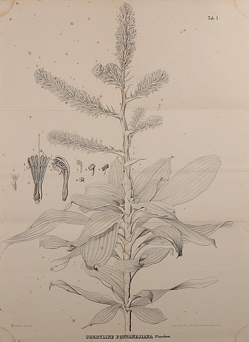 Dracaena fontanesiana