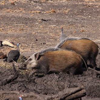 Potamochère (Potamochoerus larvatus)