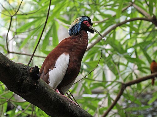 Ibis huppé (Lophotibis cristata)