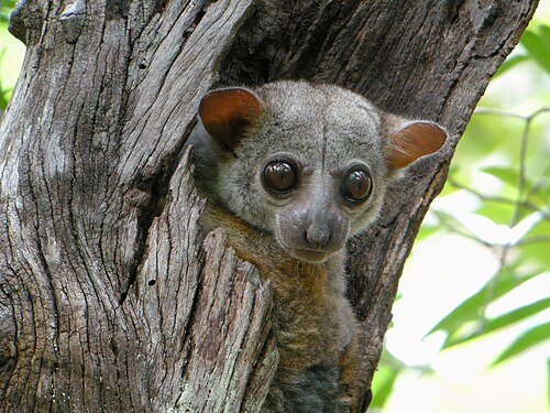 Lepilemur edwardsi