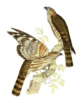 Baza malgache (Aviceda madagascariensis)