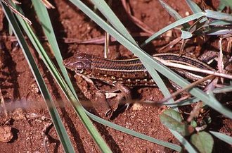 Tracheloptychus madagascariensis