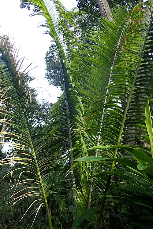 Ravenea robustior
