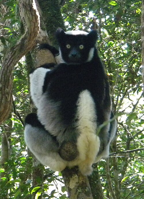 Indri à queue courte (Indri indri)