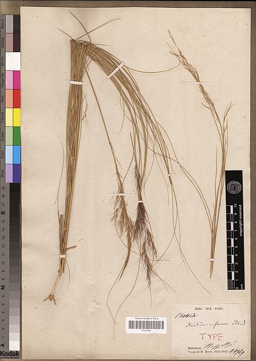 Aristida rufescens