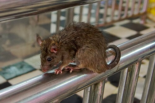 Rat noir (Rattus rattus)