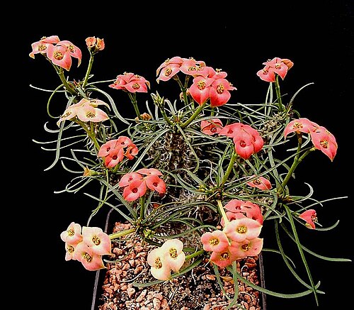 Euphorbia gottlebei
