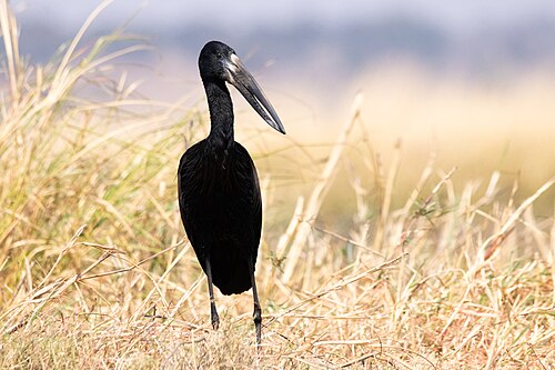 Bec-ouvert africain (Anastomus lamelligerus)